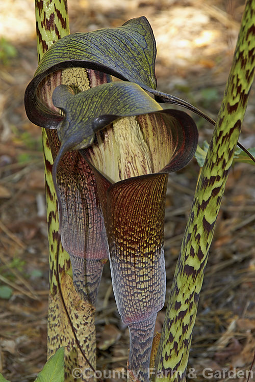 Arisaema exappendiculatum, a late spring- to early summer-flowering, tuberous-rooted, arum family perennial from Japan. It has large, lush leaves and the short-lived flowerheads lack a conspicuous spadix. The spathe ranges in colour from pale green to deep reddish purple, with the degree of mottling increasing with the darkness of the spathe. Order: Alismatales, Family: Araceae