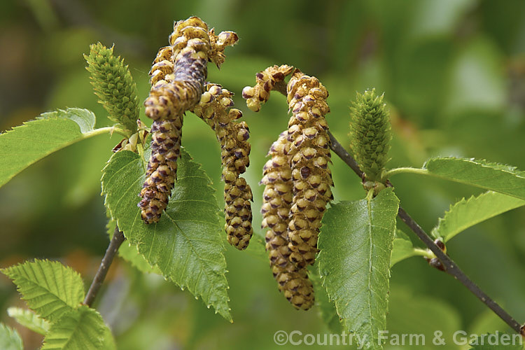 The pollen catkins, female flowers and young spring foliage of the Yellow Birch (<i>Betula alleghaniensis [syn. Betula lutea]), a 20-30m tall deciduous tree native to eastern North America. It is notable for its peeling yellow-brown bark and relatively large catkins. betula-2077htm'>Betula. <a href='betulaceae-plant-family-photoshtml'>Betulaceae</a>.