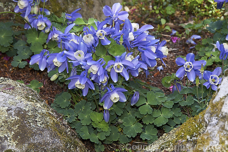 Aquilegia flabellata (syn. Aquilegia akitensis</i>) 'Kurilensis', a very dwarf cultivar, around 10cm high, of a 20 x 50cm tall, spring-flowering perennial native to Japan. A charmingly graceful and delicate plant that is popular for rockeries. Order: Ranunculales, Family: Ranunculaceae