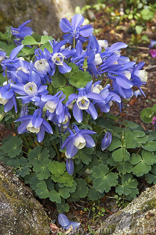 Aquilegia flabellata (syn. Aquilegia akitensis</i>) 'Kurilensis', a very dwarf cultivar, around 10cm high, of a 20 x 50cm tall, spring-flowering perennial native to Japan. A charmingly graceful and delicate plant that is popular for rockeries. Order: Ranunculales, Family: Ranunculaceae