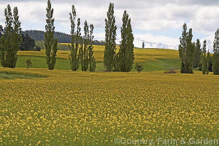 Rapeseed or Canola (<i>Brassica napus</i>) in flower in spring. Rapeseed is cultivated as a winter cover crop and fodder plant but is now grown mainly for its edible seed oils. Brassica napus is similar to some cultivars of Brassica rapa but can most easily be distinguished by its spring to early summer-flowering habit, while. Brassica rapa is mainly summer flowering. Order: Brassicales, Family: Brassicaceae