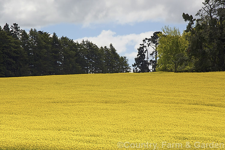 Rapeseed or Canola (<i>Brassica napus</i>) in flower in spring. Rapeseed is cultivated as a winter cover crop and fodder plant but is now grown mainly for its edible seed oils. Brassica napus is similar to some cultivars of Brassica rapa but can most easily be distinguished by its spring to early summer-flowering habit, while. Brassica rapa is mainly summer flowering. Order: Brassicales, Family: Brassicaceae