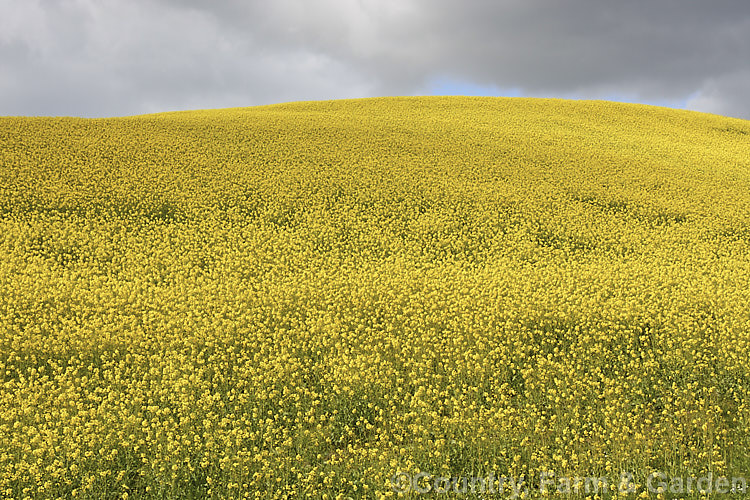 Rapeseed or Canola (<i>Brassica napus</i>) in flower in spring. Rapeseed is cultivated as a winter cover crop and fodder plant but is now grown mainly for its edible seed oils. Brassica napus is similar to some cultivars of Brassica rapa but can most easily be distinguished by its spring to early summer-flowering habit, while. Brassica rapa is mainly summer flowering. Order: Brassicales, Family: Brassicaceae