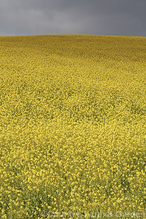 Rapeseed or Canola (<i>Brassica napus</i>) in flower in spring. Rapeseed is cultivated as a winter cover crop and fodder plant but is now grown mainly for its edible seed oils. Brassica napus is similar to some cultivars of Brassica rapa but can most easily be distinguished by its spring to early summer-flowering habit, while. Brassica rapa is mainly summer flowering. Order: Brassicales, Family: Brassicaceae