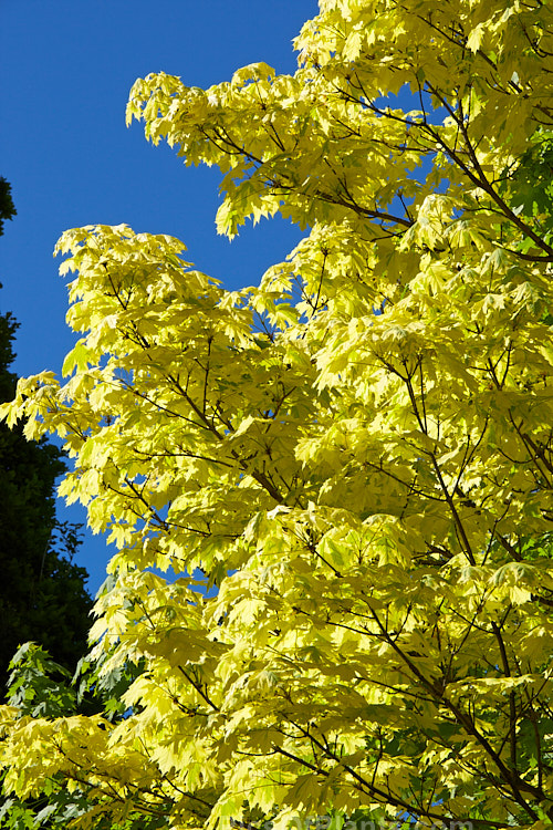 <i>Acer platanoides</i> 'Drummondii' with it early spring foliage. This German-raised Norway maple cultivar was introduced in 1910. It is 10-12m tall with very clear creamy white margins to its light yellow-green leaves. Order: Sapindales, Family: Sapindaceae