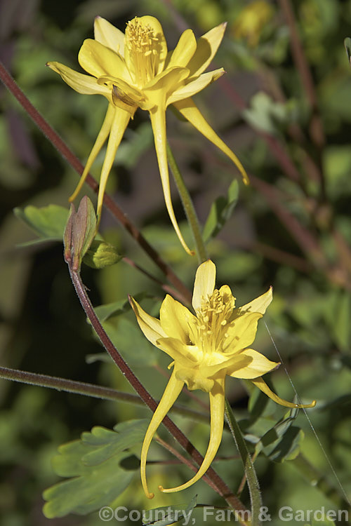 Aquilegia chrysantha, a 30 x 100cm tall perennial. Columbine or Granny. Bonnet native to the southern United States. Its long-spurred flowers are an attractive yellow shade but they tend to be sparse and the plant has a rather open, rangy growth habit. Order: Ranunculales, Family: Ranunculaceae