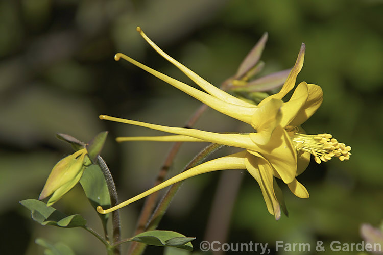 Aquilegia chrysantha, a 30 x 100cm tall perennial. Columbine or Granny. Bonnet native to the southern United States. Its long-spurred flowers are an attractive yellow shade but they tend to be sparse and the plant has a rather open, rangy growth habit. Order: Ranunculales, Family: Ranunculaceae