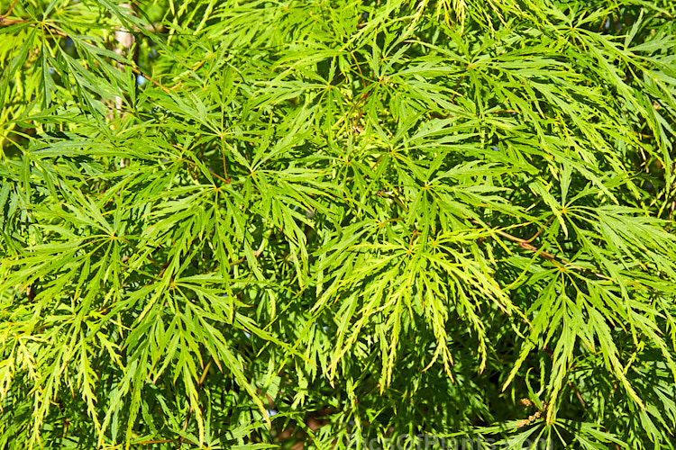 The spring foliage of <i>Acer palmatum</i> 'Dissectum Palmatifidium', a Japanese Maple cultivar with very fresh bright green foliage that develops rich gold and orange tones in autumn. The leaves are broad and very finely divided. Order Sapindales, Family: Sapindaceae