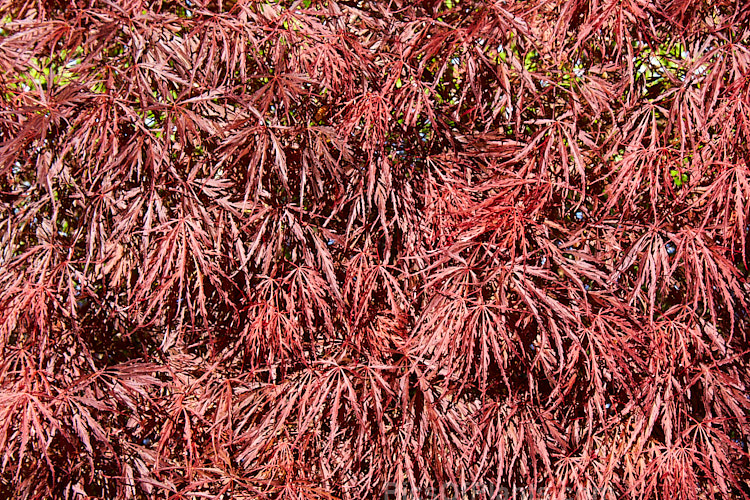 The spring foliage of <i>Acer palmatum</i> 'Crimson Queen', one of the Dissectum group cultivars with very finely divided leaves. Order Sapindales, Family: Sapindaceae