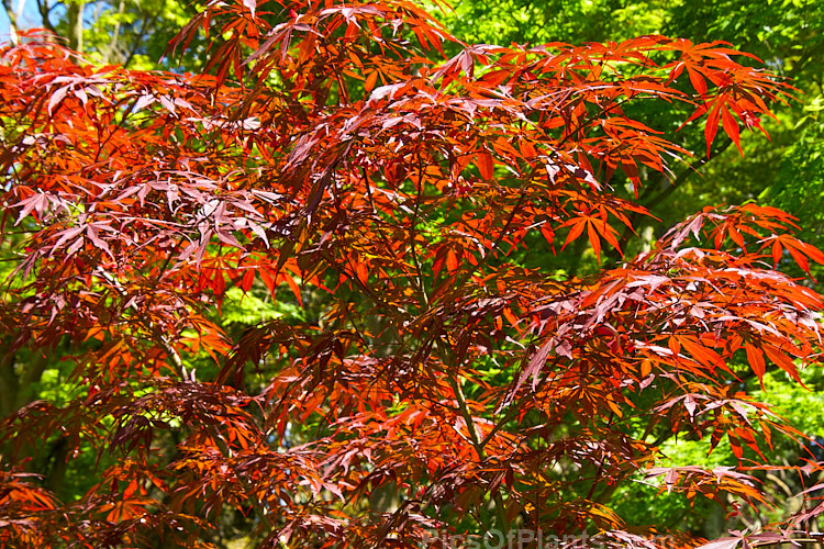 The spring foliage of <i>Acer palmatum</i> 'Tamuke-yama', a fine-leafed Japanese maple cultivar that dates from at least 1710. It has burgundy red spring foliage and holds its colour well through summer. It grows to around 3m tall, has dark bark, red samara and becomes bright red in autumn. Order Sapindales, Family: Sapindaceae