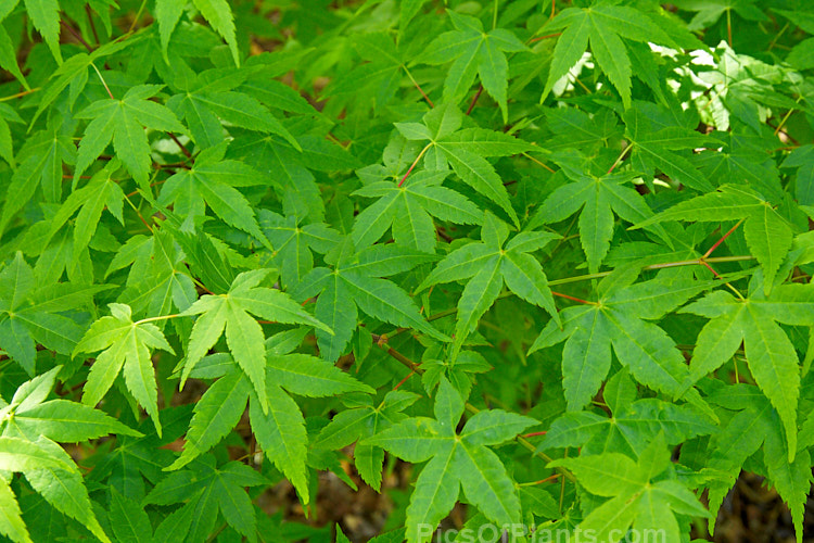 Spring foliage of the Japanese Maple (<i>Acer palmatum</i>), a widely cultivated 8m tall deciduous tree from Japan and Korea. There are many cultivated forms but this is the typical species as found in the wild. Order Sapindales, Family: Sapindaceae