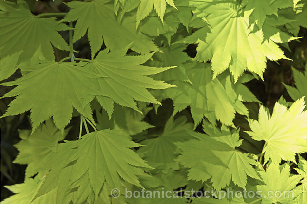 Full Moon Maple (<i>Acer shirasawanum</i> 'Aureum' [syn. <i>Acer japonicum</i> 'Aureum']), a German-raised cultivar from 1888 with distinctively shaped and coloured foliage — lime green when young turning to yellow. Order: Sapindales, Family: Sapindaceae