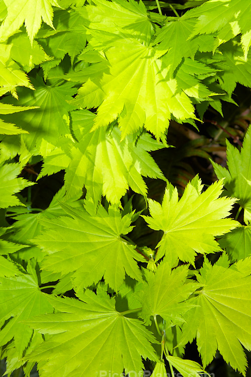 Full Moon Maple (<i>Acer shirasawanum</i> 'Aureum' [syn <i>Acer japonicum</i> 'Aureum']), a German-raised cultivar from 1888 with distinctively shaped and coloured foliage x lime green when young turning to yellow. Order Sapindales, Family: Sapindaceae