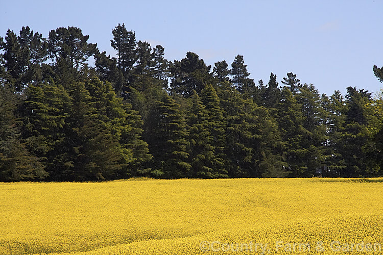 Rapeseed or Canola (<i>Brassica napus</i>) in flower in spring. Rapeseed is cultivated as a winter cover crop and fodder plant but is now grown mainly for its edible seed oils. Brassica napus is similar to some cultivars of Brassica rapa but can most easily be distinguished by its spring to early summer-flowering habit, while. Brassica rapa is mainly summer flowering. Order: Brassicales, Family: Brassicaceae