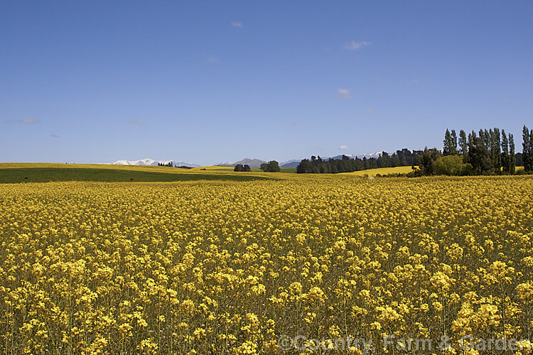 Rapeseed or Canola (<i>Brassica napus</i>) in flower in spring. Rapeseed is cultivated as a winter cover crop and fodder plant but is now grown mainly for its edible seed oils. Brassica napus is similar to some cultivars of Brassica rapa but can most easily be distinguished by its spring to early summer-flowering habit, while. Brassica rapa is mainly summer flowering. Order: Brassicales, Family: Brassicaceae