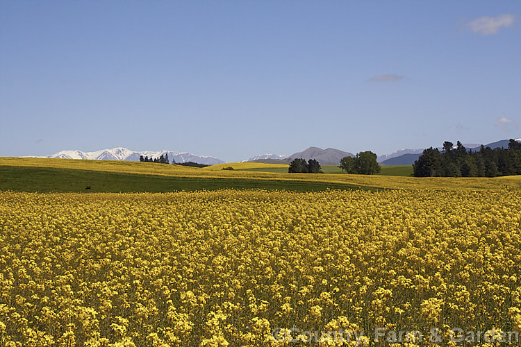 Rapeseed or Canola (<i>Brassica napus</i>) in flower in spring. Rapeseed is cultivated as a winter cover crop and fodder plant but is now grown mainly for its edible seed oils. Brassica napus is similar to some cultivars of Brassica rapa but can most easily be distinguished by its spring to early summer-flowering habit, while. Brassica rapa is mainly summer flowering. Order: Brassicales, Family: Brassicaceae