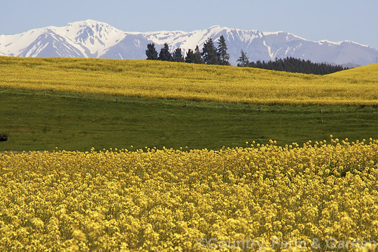 Rapeseed or Canola (<i>Brassica napus</i>) in flower in spring. Rapeseed is cultivated as a winter cover crop and fodder plant but is now grown mainly for its edible seed oils. Brassica napus is similar to some cultivars of Brassica rapa but can most easily be distinguished by its spring to early summer-flowering habit, while. Brassica rapa is mainly summer flowering. Order: Brassicales, Family: Brassicaceae