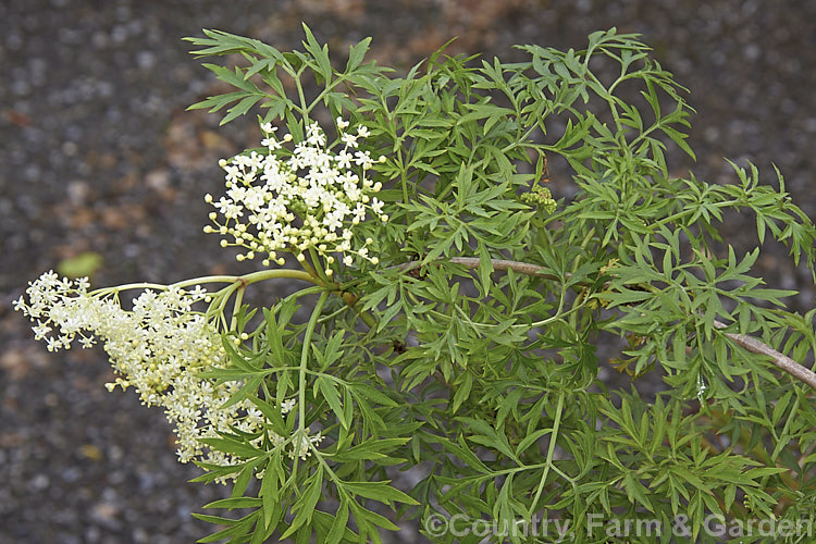 Cut-leaf Elderberry (<i>Sambucus nigra 'Laciniata'), a cultivar of a Eurasian deciduous shrub that often naturalises and can become a weed 'Laciniata' differs markedly from the species, being far more compact and having smaller, deeply divided foliage. Order: Dipsacales, Family: Adoxaceae