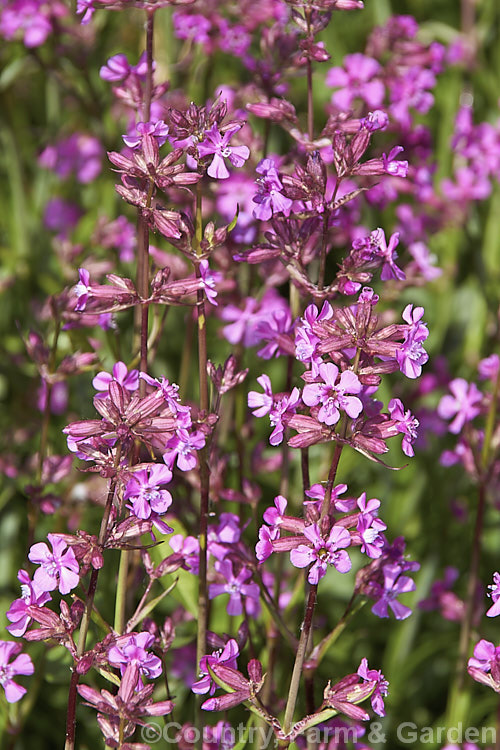 Lythrum virgatum, a spring- to early summer-flowering perennial that occurs naturally over much of the northern temperate zone from western Europe to East Asia. It naturalises freely and may become somewhat invasive. lythrum-3116htm'>Lythrum. <a href='lythraceae-plant-family-photoshtml'>Lythraceae</a>.