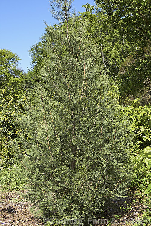 A young example of Tsangpo Cypress (<i>Cupressus gigantea</i>), an evergreen conifer native to southeastern Tibet. It can grow to 45m tall and has bluish-green foliage when young. The foliage shape also changes as the tree matures, form rounded to diamond shape in cross-section. Order: Pinales, Family: Cupressaceae