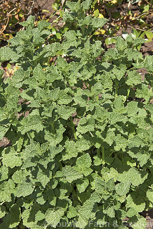 Black Horehound (<i>Ballota nigra</i>), an herbaceous perennial found in Eurasia and North Africa. Ultimately over 1m tall, it produces small purple flowers but is mainly grown for its foliage, which is used in herbal teas and tonics. Not to be confused with Common or White Horehound (<i>Marrubium vulgare</i>). ballota-2591htm'>Ballota.