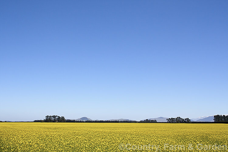 Rapeseed or Canola (<i>Brassica napus</i>) in flower in spring. Rapeseed is cultivated as a winter cover crop and fodder plant but is now grown mainly for its edible seed oils. Brassica napus is similar to some cultivars of Brassica rapa but can most easily be distinguished by its spring to early summer-flowering habit, while. Brassica rapa is mainly summer flowering. Order: Brassicales, Family: Brassicaceae