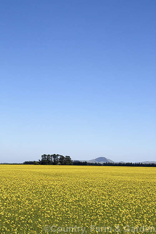 Rapeseed or Canola (<i>Brassica napus</i>) in flower in spring. Rapeseed is cultivated as a winter cover crop and fodder plant but is now grown mainly for its edible seed oils. Brassica napus is similar to some cultivars of Brassica rapa but can most easily be distinguished by its spring to early summer-flowering habit, while. Brassica rapa is mainly summer flowering. Order: Brassicales, Family: Brassicaceae