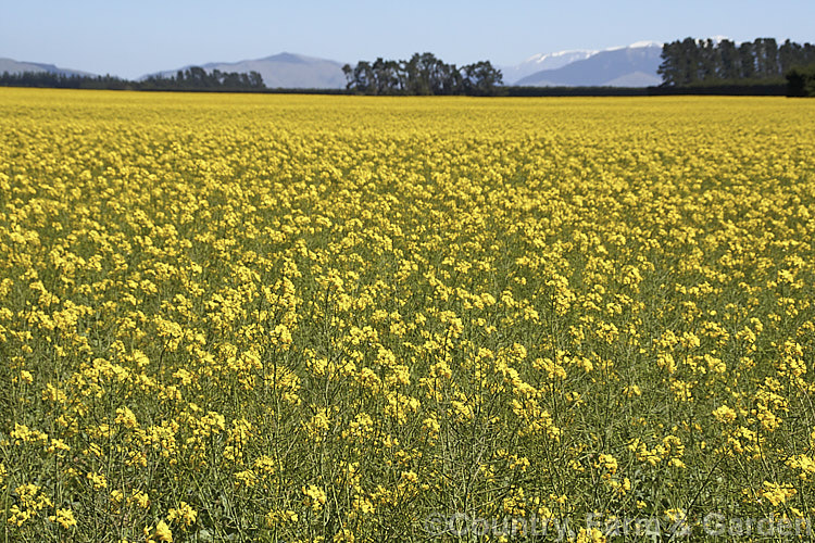 Rapeseed or Canola (<i>Brassica napus</i>) in flower in spring. Rapeseed is cultivated as a winter cover crop and fodder plant but is now grown mainly for its edible seed oils. Brassica napus is similar to some cultivars of Brassica rapa but can most easily be distinguished by its spring to early summer-flowering habit, while. Brassica rapa is mainly summer flowering. Order: Brassicales, Family: Brassicaceae