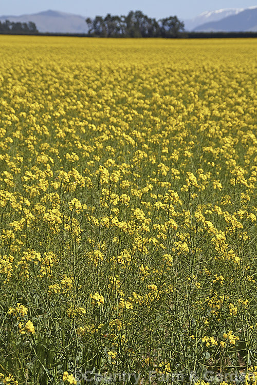 Rapeseed or Canola (<i>Brassica napus</i>) in flower in spring. Rapeseed is cultivated as a winter cover crop and fodder plant but is now grown mainly for its edible seed oils. Brassica napus is similar to some cultivars of Brassica rapa but can most easily be distinguished by its spring to early summer-flowering habit, while. Brassica rapa is mainly summer flowering. Order: Brassicales, Family: Brassicaceae