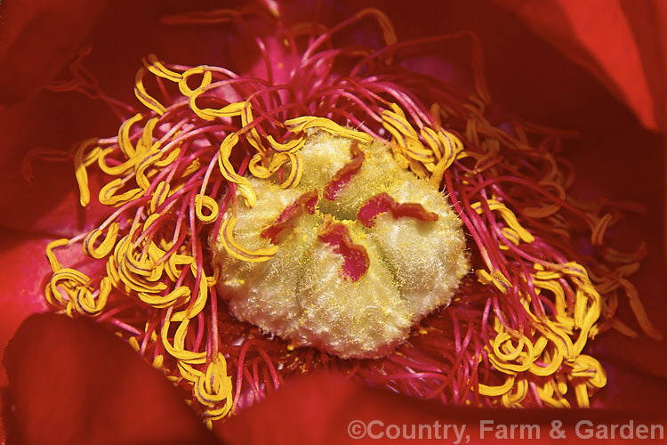 The reproductive parts of a peony flower. Most peonies are self-fertile