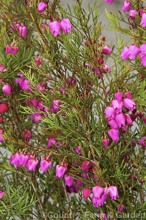 Red Boronia or Kalgan Boronia (<i>Boronia heterophylla</i>), a 12-15m high spring-flowering evergreen shrub found in the far south of Western Australia. The flowers of this species are unscented. Order: Sapindales, Family: Rutaceae