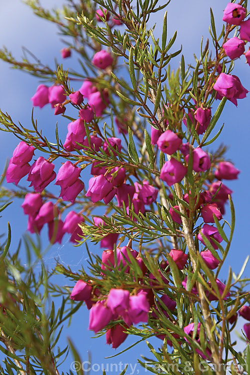 Red Boronia or Kalgan Boronia (<i>Boronia heterophylla</i>), a 12-15m high spring-flowering evergreen shrub found in the far south of Western Australia. The flowers of this species are unscented. Order: Sapindales, Family: Rutaceae