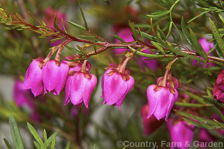 Red Boronia or Kalgan Boronia (<i>Boronia heterophylla</i>), a 12-15m high spring-flowering evergreen shrub found in the far south of Western Australia. The flowers of this species are unscented. Order: Sapindales, Family: Rutaceae