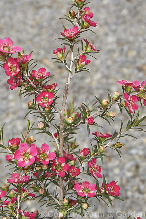 Leptospermum 'Merinda' (syn 'Bywong. Merinda'), a compact, long-blooming evergreen shrub with simple but very showy flowers. It is a Leptospermum spectabile hybrid raised by Peter Olerenshaw of Australia