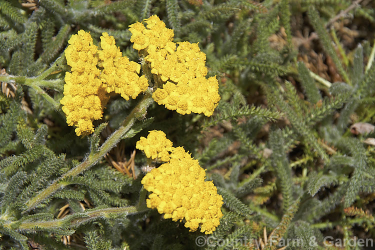 <i>Achillea tomentosa</i>, a silvery foliaged, late spring-flowering perennial found from southwestern Europe to central Italy. The flower stems are up to 40cm tall but the plant is low and spreading. Order: Asterales, Family: Asteraceae