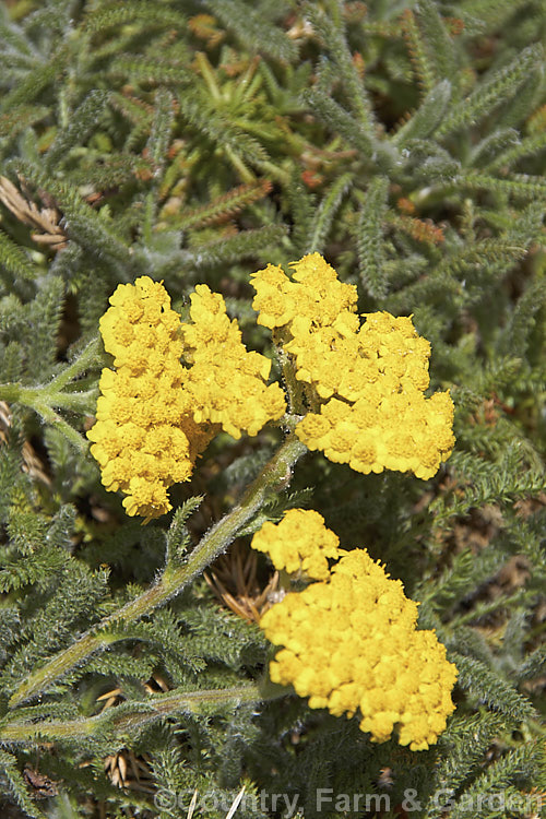 <i>Achillea tomentosa</i>, a silvery foliaged, late spring-flowering perennial found from southwestern Europe to central Italy. The flower stems are up to 40cm tall but the plant is low and spreading. Order: Asterales, Family: Asteraceae