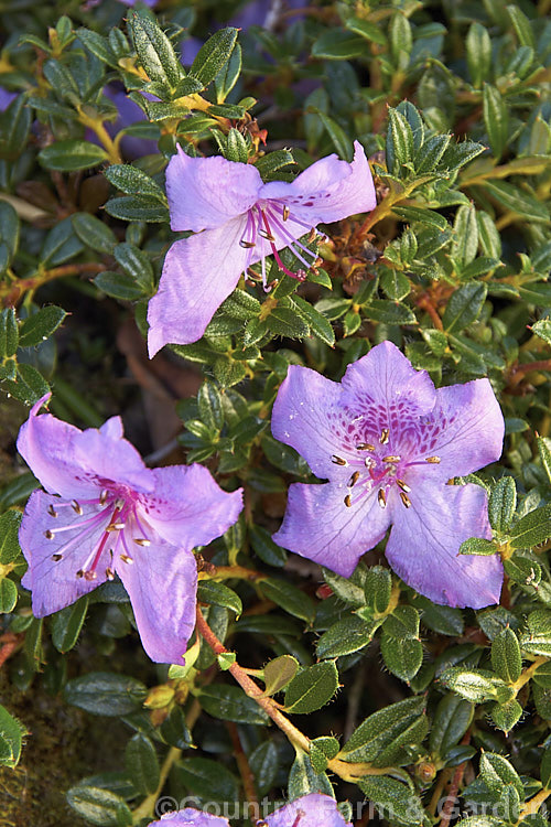 Rhododendron calostrotum subsp. keleticum (syn. Rhododendron keleticum</i>), a tiny evergreen shrub, seldom over 30cm high, with relatively large, wide open, near-flat flowers. It occurs in Yunnan, China and nearby parts of Tibet and Burma at up 4500m altitude
