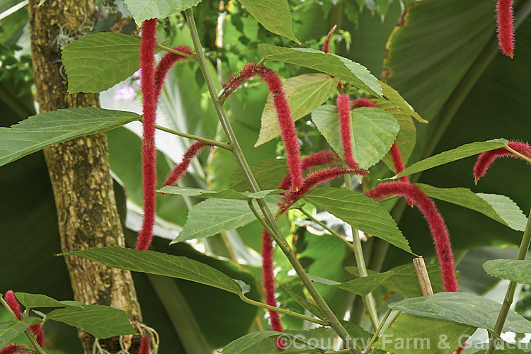 Red Hot Cat's Tail (<i>Acalypha hispida</i>), a long-flowering evergreen shrub that grows to around 4m tall, with floral catkins to 50cm long. It is native to New Guinea and Malaysia, and outside the tropics it is usually seen as a house or greenhouse plant. Order: Malpighiales, Family: Euphorbiaceae