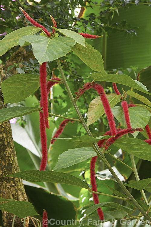 Red Hot Cat's Tail (<i>Acalypha hispida</i>), a long-flowering evergreen shrub that grows to around 4m tall, with floral catkins to 50cm long. It is native to New Guinea and Malaysia, and outside the tropics it is usually seen as a house or greenhouse plant. Order: Malpighiales, Family: Euphorbiaceae