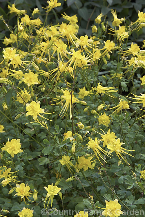 Aquilegia chrysantha, a 30 x 100cm tall perennial. Columbine or Granny. Bonnet native to the southern United States. Its long-spurred flowers are an attractive yellow shade but they are often not as prolific as shown here and the plant can have a rather open, rangy growth habit. Order: Ranunculales, Family: Ranunculaceae