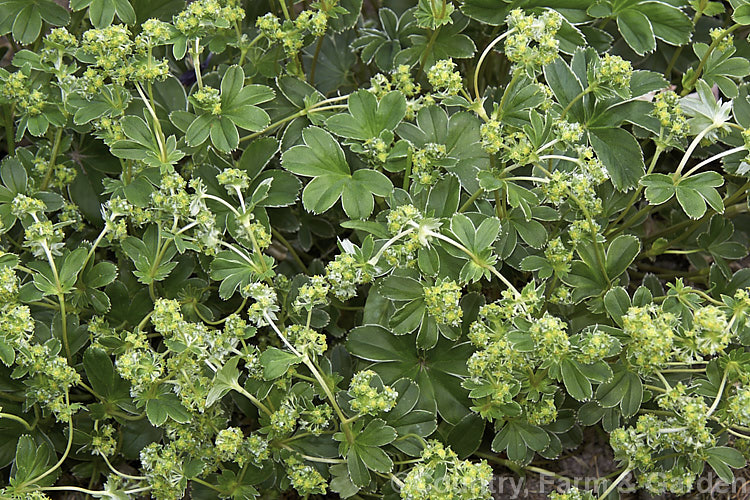 Alchemilla conjuncta, a low, spreading perennial native to the European Alps. It is a neat, compact plant that does especially well in rockeries. The leaves have 7-9 lobes. alchemilla-2275htm'>Alchemilla.