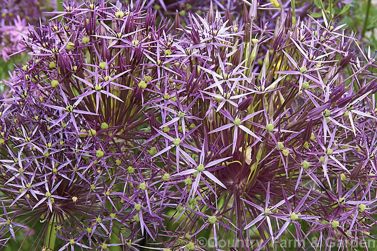 The flowerhead of Star of Persia (<i>Allium christophii</i>), a spring-flowering bulb with sturdy flower stems up to 60cm high. This ornamental onion is native to Iran, Turkey and central Asia. allium-2045htm'>Allium.