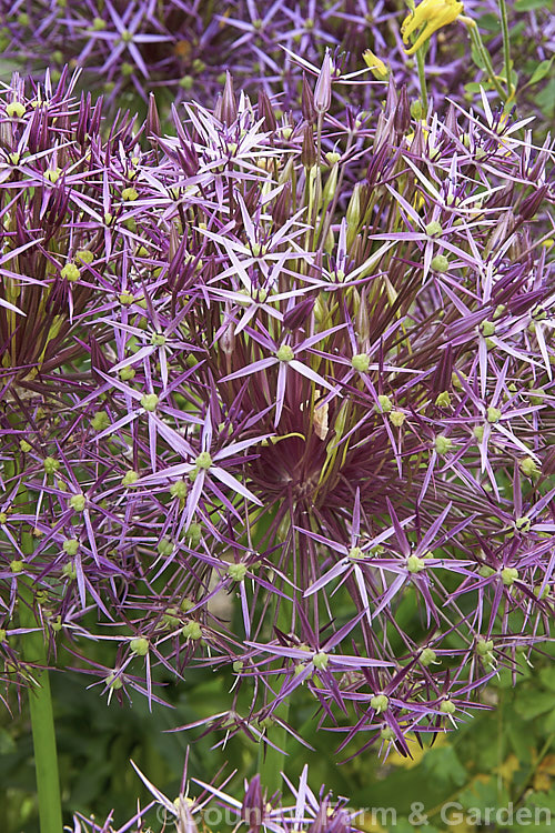 The flowerhead of Star of Persia (<i>Allium christophii</i>), a spring-flowering bulb with sturdy flower stems up to 60cm high. This ornamental onion is native to Iran, Turkey and central Asia. allium-2045htm'>Allium.