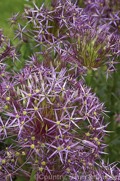 The flowerhead of Star of Persia (<i>Allium christophii</i>), a spring-flowering bulb with sturdy flower stems up to 60cm high. This ornamental onion is native to Iran, Turkey and central Asia. allium-2045htm'>Allium.