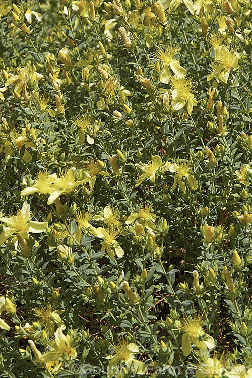 Hypericum olympicum, a summer-flowering dwarf shrub, near-evergreen in mild climates that grows 10-50cm tall but which has creeping stems that allow it to spread and cover a considerable area. It is native to Greece, southeastern Europe and western Turkey. hypericum-2179htm'>Hypericum. <a href='hypEricaceae'>Hypericaceae</a>.