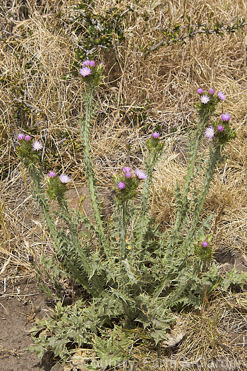 Italian Thistle or Winged Thistle (<i>Carduus pycnocephalus</i>), a hardy annual thistle originally native to Eurasia but now widely established in many areas and considered a minor to serious weed in some places, especially. California. Order: Asterales, Family: Asteraceae