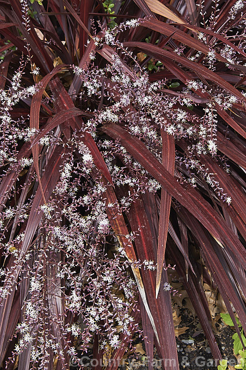 Cordyline 'Red Fountain' (<i>Cordyline banksii x Cordyline pumilio</i>), a compact low-growing hybrid with narrow, strappy leaves that are somewhat glossy. Pinkish cream flower sprays appear in early summer and are abundant but not particularly showy.