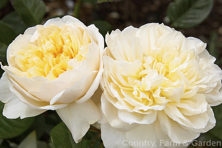 Rosa 'Sweet Juliet' ('Graham. Thomas' x 'Admired. Miranda'), a 1-15m tall English Rose raised in 1989 by David Austin of England. The flowers are strongly fragrant but the apricots tones seen in the buds quickly fade to soft yellow in warm climates. Order: Rosales, Family: Rosaceae