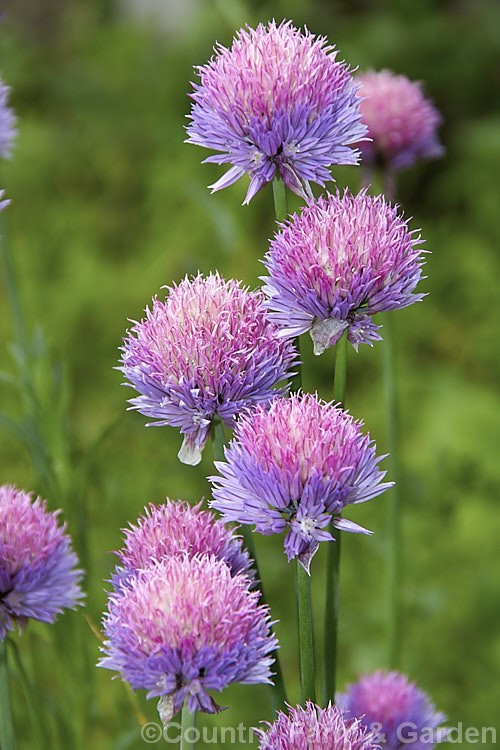 The flowers of Chives (<i>Allium schoenoprasum</i>). Although primarily grown as a culinary herb for its fine grassy foliage, chive flowers are quite ornamental, and edible. The species has a widespread. Northern Hemisphere range. allium-2045htm'>Allium.