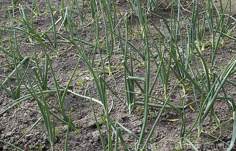 Young onions in late spring at about the point when the developing bulbs are starting to swell. This variety is Pukekohe. Long. Keeper. allium-2045htm'>Allium.